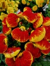 Globose flowers of  lady`s purse, carceolaria, close up Royalty Free Stock Photo