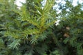 Globose immature male cones of yew