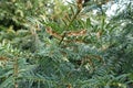 Globose cones on branch of yew in spring