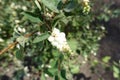 Globose white berries of Symphoricarpos albus