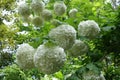 Globose white inflorescences of Viburnum opulus sterile in May Royalty Free Stock Photo