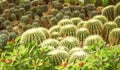 Globular cacti in Utopia Orchid Park, Israel. Royalty Free Stock Photo