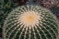 globular echino grusoni cactus Royalty Free Stock Photo