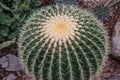 globular echino grusoni cactus Royalty Free Stock Photo