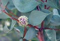 Globular flower and large blue green leaves of the Australian native Sea Urchin Hakea, Hakea petiolaris, family Proteaceae