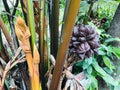 A globular fruit cluster and flower of Nypa fruticans or Nipa palm or Mangrove palm.