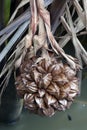 A globular fruit cluster of the nipa palm