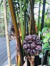 A globular fruit cluster of Nypa fruticans or Nipa palm or Mangrove palm. Royalty Free Stock Photo