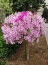 Globular lily flower tree in bloom