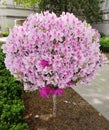 Globular lily flower tree in bloom