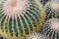 Globular Notocactus close-up