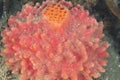 Globular red sea sponge Royalty Free Stock Photo