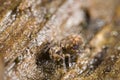 Globular springtail Royalty Free Stock Photo