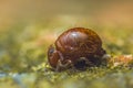 Globular springtail Dicyrtomina ornata or fusca in very close view