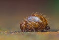 Globular springtail Dicyrtomina ornata or fusca in very close view