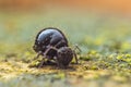 Globular springtail Dicyrtomina ornata or fusca in very close view