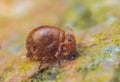 Globular springtail Dicyrtomina ornata or fusca in very close view