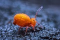 Globular springtail Dicyrtomina ornata or fusca in very close view