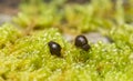 Globular springtails, symphypleona on moss Royalty Free Stock Photo