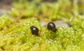 Globular springtails, symphypleona on moss