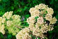 Globular umbels of Angelica archangelica, garden angelica or wild celery white flowers.