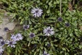 Globularia cordifolia in bloom