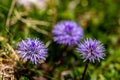 Globularia cordifolia flower growing in mountains, close up