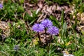 Globularia cordifolia flower in mountains, close up