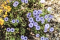 Globularia cordifolia flowers in the mountain