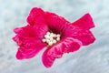 Globuli in the middle of pink flowe rosehide close up grey white Royalty Free Stock Photo