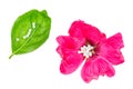 Homeopathic pills in the middle,of pink flower rosehide and in line on basil lea fclose up on white Royalty Free Stock Photo