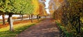 Gloden Autumn season with Beautiful romantic alley in a park with colorful trees and sunlight. autumn natural background Royalty Free Stock Photo