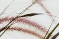 Gloden dry Grass spikelets in soft focus in the setting sun close-up. Natural background. - Image