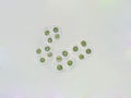 Gloeocapsa sp algae under microscopic view Royalty Free Stock Photo