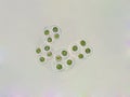 Gloeocapsa sp algae under microscopic view, cyanobacteria Royalty Free Stock Photo