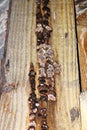 Gloeophyllum abietinum decay on construction wood