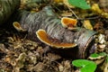 Gloeophyllum sepiarium mushroom on the tree into the forest. Rusty gilled polypore Royalty Free Stock Photo