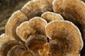 Gloeophyllum sepiarium mushroom on the tree into the forest. Rusty gilled polypore