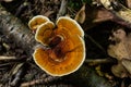 Gloeophyllum sepiarium mushroom on the tree into the forest. Rusty gilled polypore Royalty Free Stock Photo