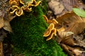 Gloeophyllum sepiarium mushroom on the tree into the forest. Rusty gilled polypore