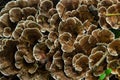 Gloeophyllum sepiarium mushroom on the tree into the forest. Rusty gilled polypore