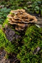 Gloeophyllum sepiarium mushroom on the tree into the forest. Rusty gilled polypore