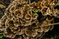 Gloeophyllum sepiarium mushroom on the tree into the forest. Rusty gilled polypore