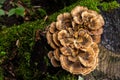 Gloeophyllum sepiarium mushroom on the tree into the forest. Rusty gilled polypore