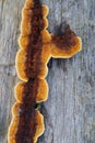 Gloeophyllum sepiarium, the rusty gilled polypore Royalty Free Stock Photo