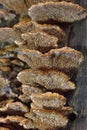 Gloeophyllum trabeum is a brown rot fungus that has long been considered to belong to the Polyporales