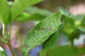 Gloeosporium leaf spot on mango tree. Mango leaves infected by Procontarinia matteiana
