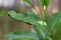 Gloeosporium leaf spot on mango tree. Mango leaves infected by Procontarinia matteiana