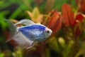 Glofish breed of black tetra, Gymnocorymbus ternetzi, colorful blue adult active and healthy freshwater characin male
