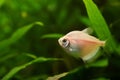 Glofish breed of black tetra, Gymnocorymbus ternetzi, colorful pink adult active and healthy freshwater characin female fish